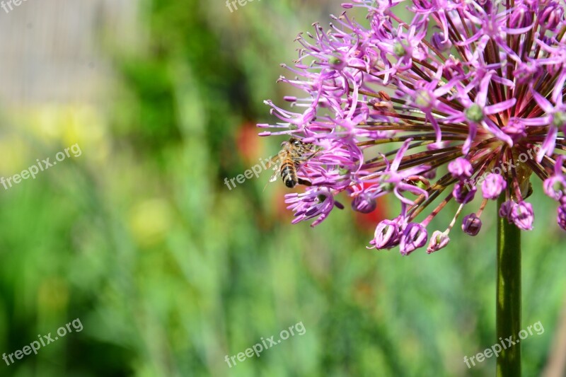 Flower Macro Nature Insect Plant