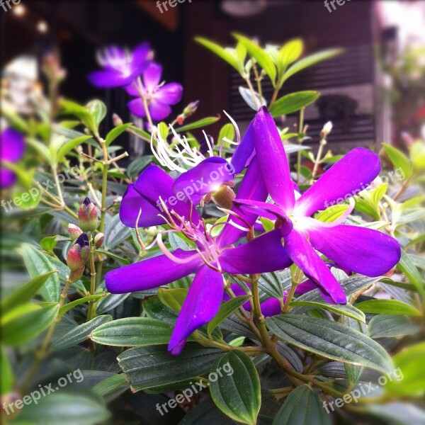 Purple Flowers Purple Flowers Auspicious Purple Free Photos