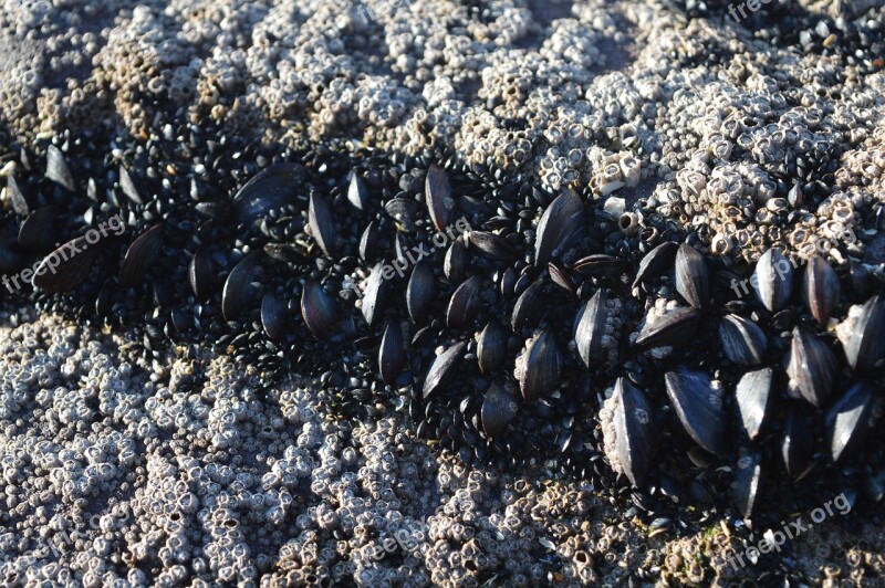 Rock Mold Sea Shell Ocean