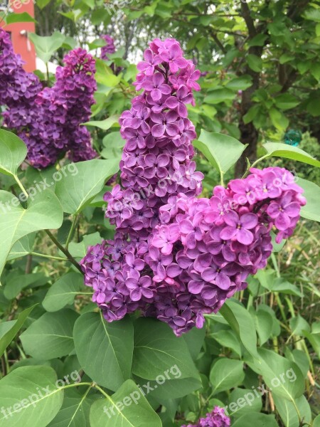 Purple Plant Lilac Summer Green