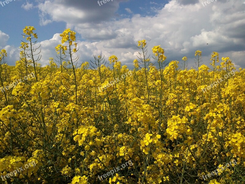 Rape Blossom Field Of Rapeseeds Yellow Summer Clouds