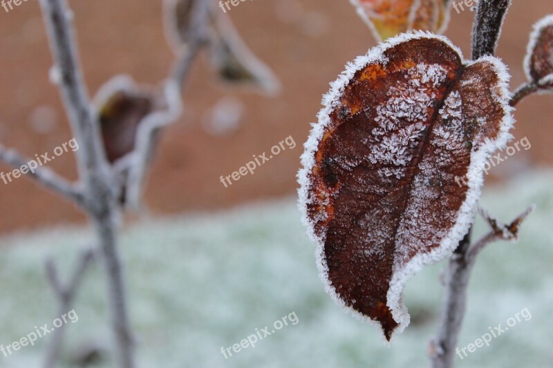 Frost Winter Leaf Snow Outdoor