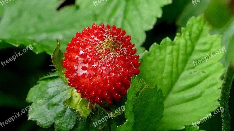 Strawberry Berry Wild Strawberry Slip Fruit Nature