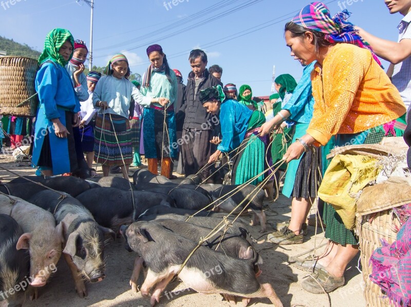 Pigs Trade Market Business Vietnam