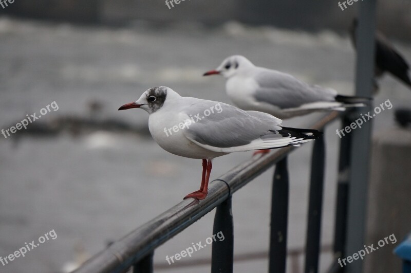 Common Gull Bird Gull Animal Wildlife