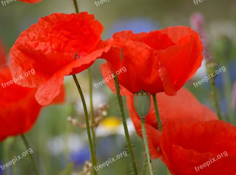 Poppies Red Red Poppy Close Up Blossom