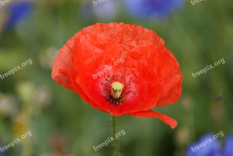 Poppy Red Red Poppy Blossom Bloom