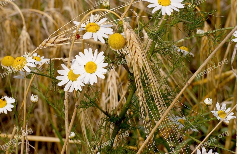 Flora Summer Blossom Bloom Nature