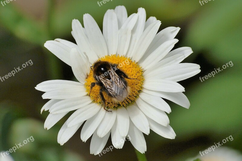 Marguerite Hummel Flower Insect Close Up