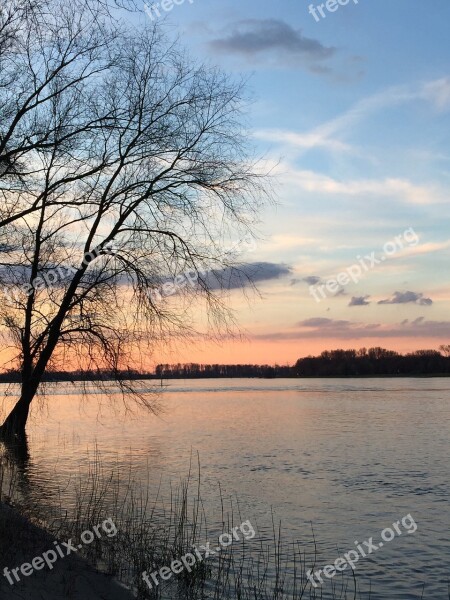 Rhine River Tree Water Abendstimmung