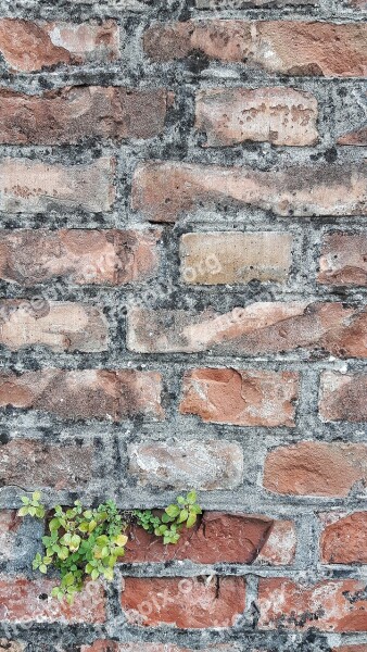 Wall Color Texture Sassi Bricks