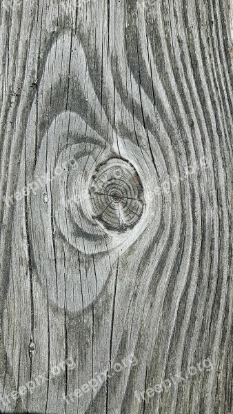 Wood Node Texture Plant Door