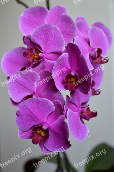 Orchid Flower Plant Exotic Magenta