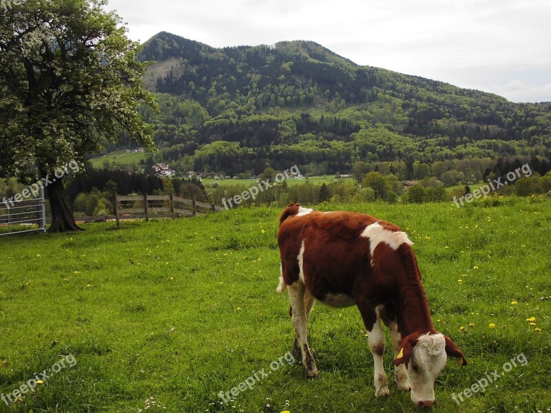 Cow Pasture Chiemsee Bavaria Mountains