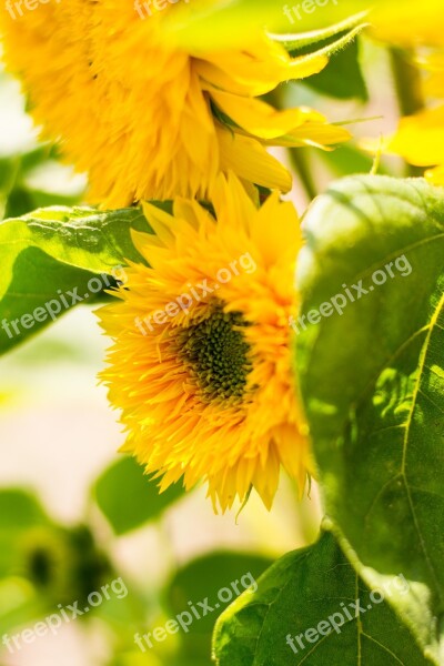 Sunflower Flower Blooming Sunflower Yellow Summer