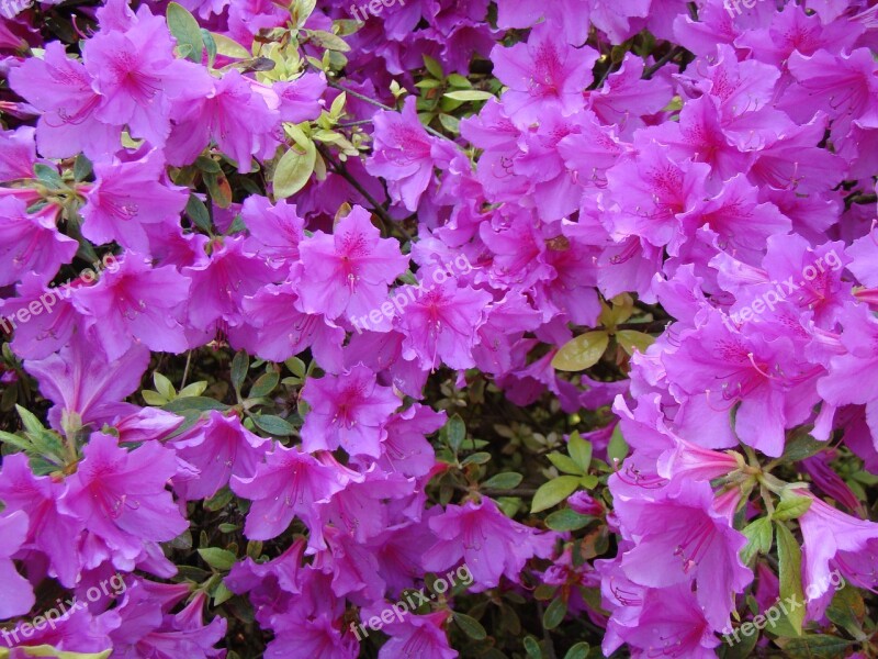 Rhododendron Azalea Flowers Bush Garden