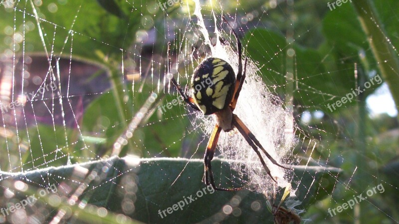 Spider Dew Web Arachnid Wet