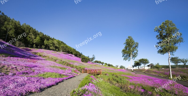 Sakura Chiba Pink Flowers Japan Takin Inoue Nature