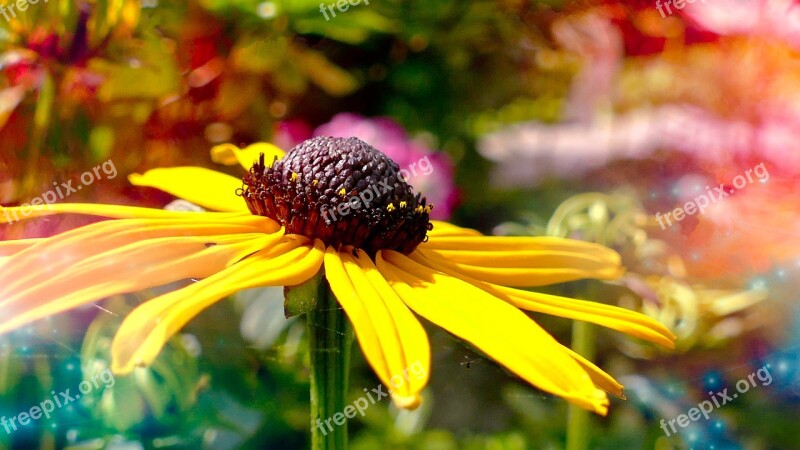 Summer Flower Yellow Summer Flower Rudbeckia Midsummer Coneflower