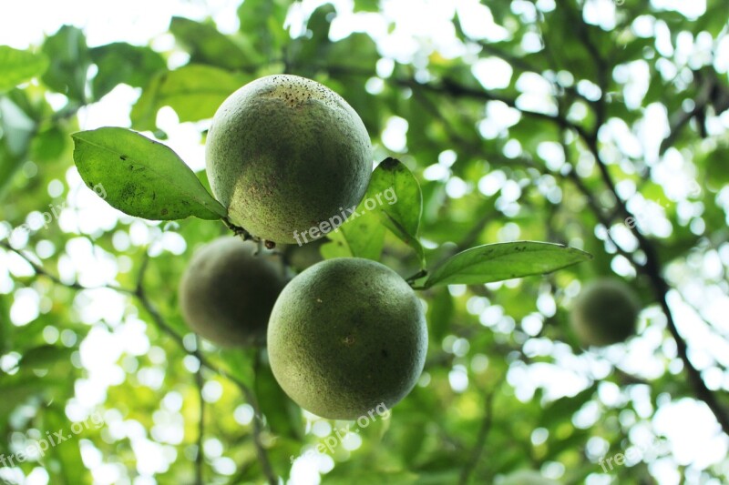 Lemon Natural Citrus Fruits Tree Free Photos