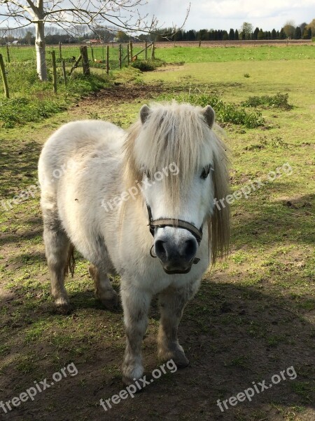 Pony Pasture Small Horse Animal Countryside