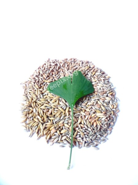 Cereals Ginkgo Leaf Ginko Ginko Tree Wheat