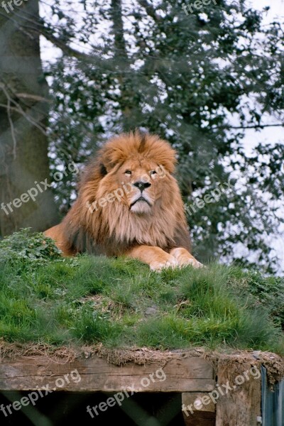 Lion Zoo Mane Animal Head