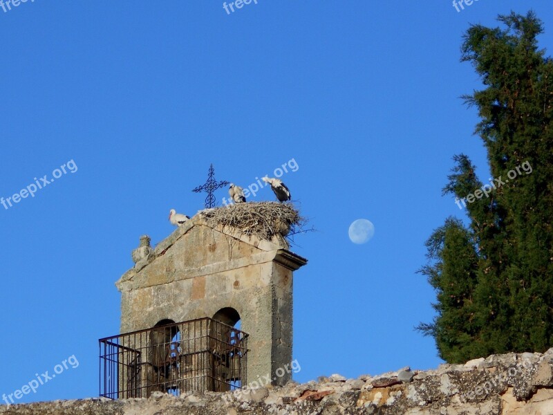 Stork Chick Moon Bell Tower Animals