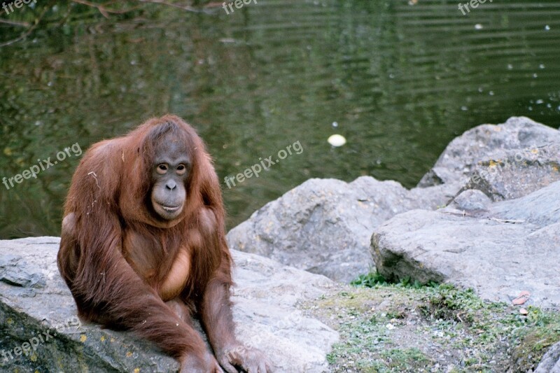 Orangutan Zoo Rocks Mammal Thinking