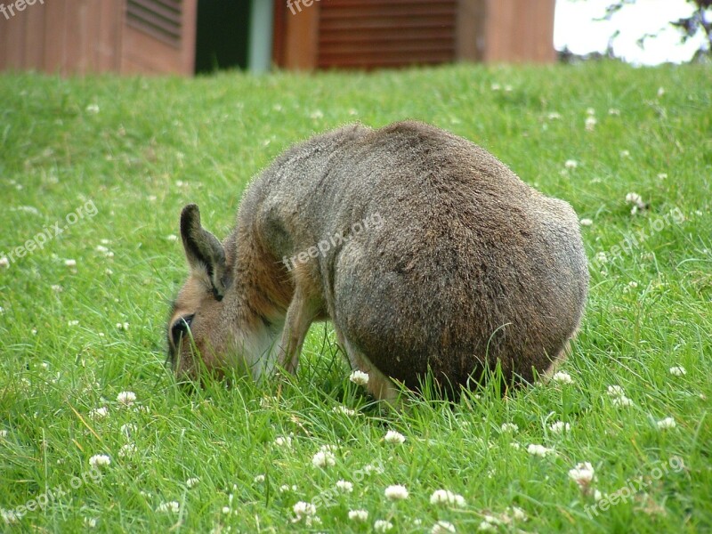 Mara Zoo Mammal Brown Animal