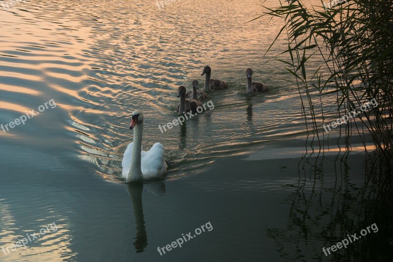 Swan Bird Animal Nature Pen