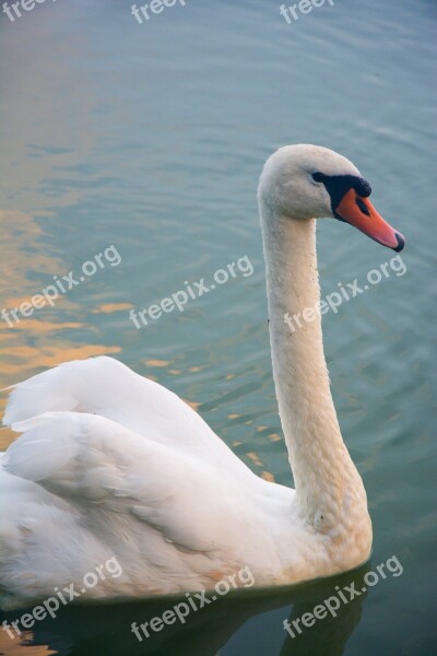 Swan Bird Animal Nature Pen