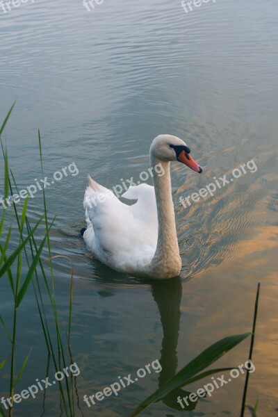 Swan Bird Animal Nature Pen