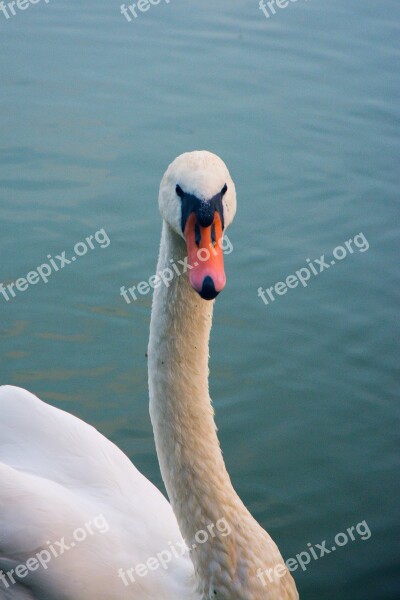 Swan Bird Animal Nature Pen