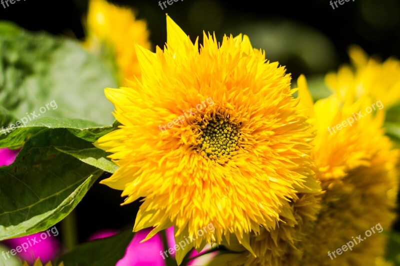 Sunflower Flower Blooming Sunflower Yellow Summer