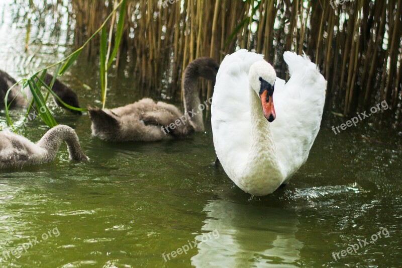 Labadze Swan Bird Lake Wild Birds