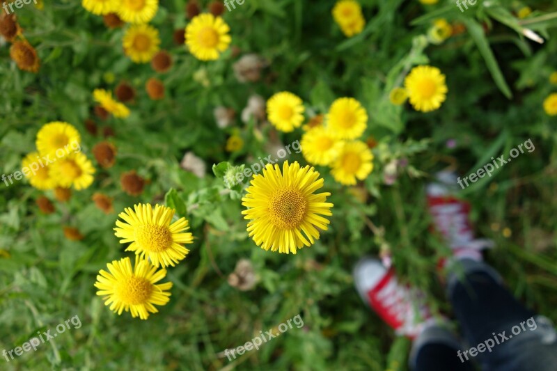 Aster Flower Asteraceae Yellow Flower Wild Flower