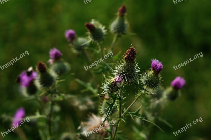 Milk Thistle Thistle Purple Off Thistle Nature