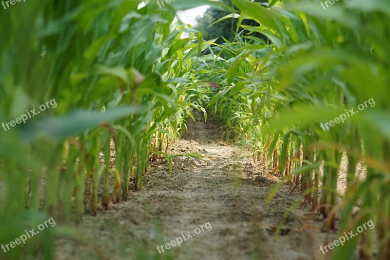 Cornfield Corn Field Landscape Agriculture