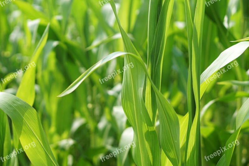 Cornfield Corn Field Landscape Agriculture