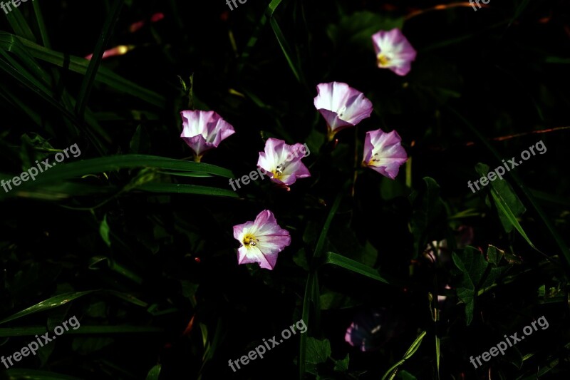 Flowers Bellflower Pink White Grass