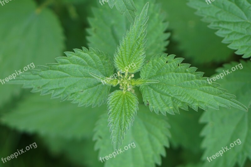 Stinging Nettle Brennessel Plant Pain Green