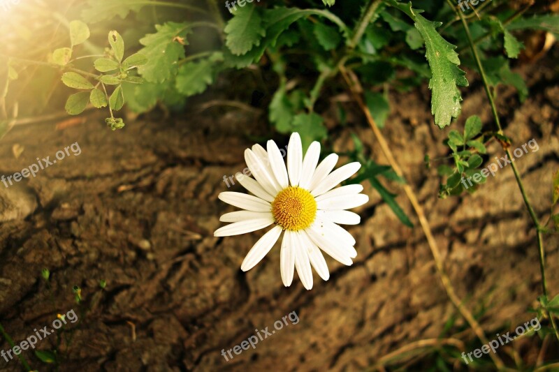 Ox-eye Daisy Daisy Flower Plant Bloom