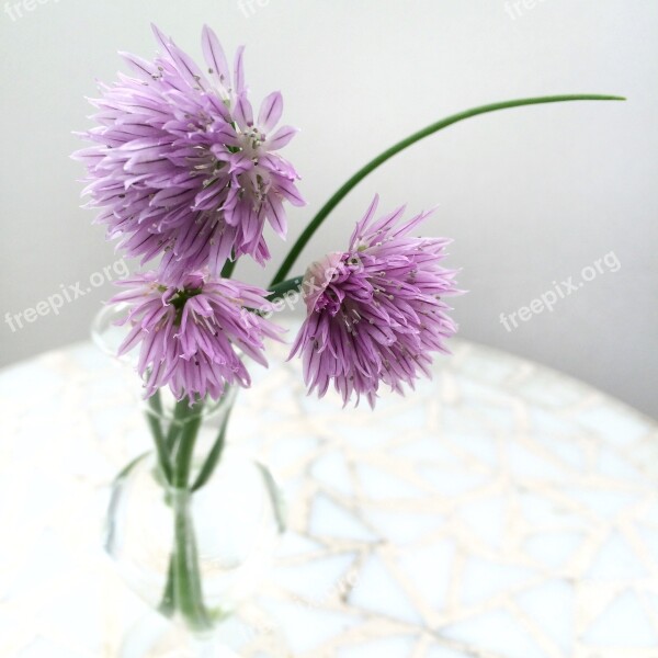 Chives Flower Flowers Plant Purple