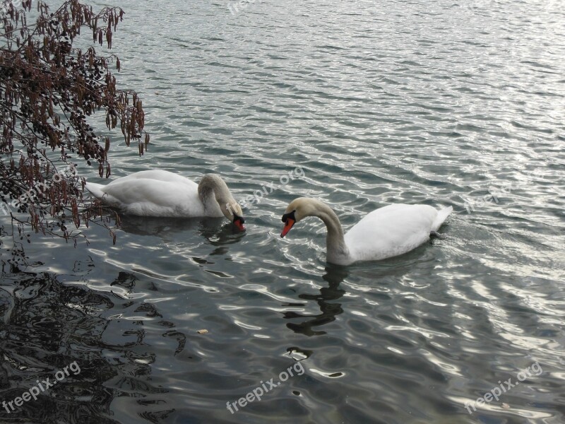 Swan Water Swans Bird Lake