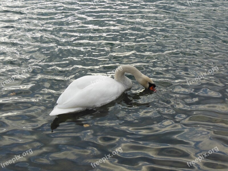 Swan Water Bird Lake Water Bird