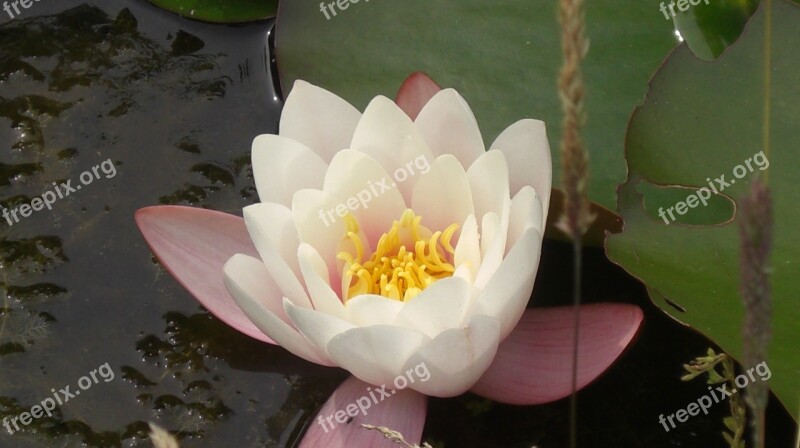 Waterlily Pond Nymphaea Alba Aquatic Lotus