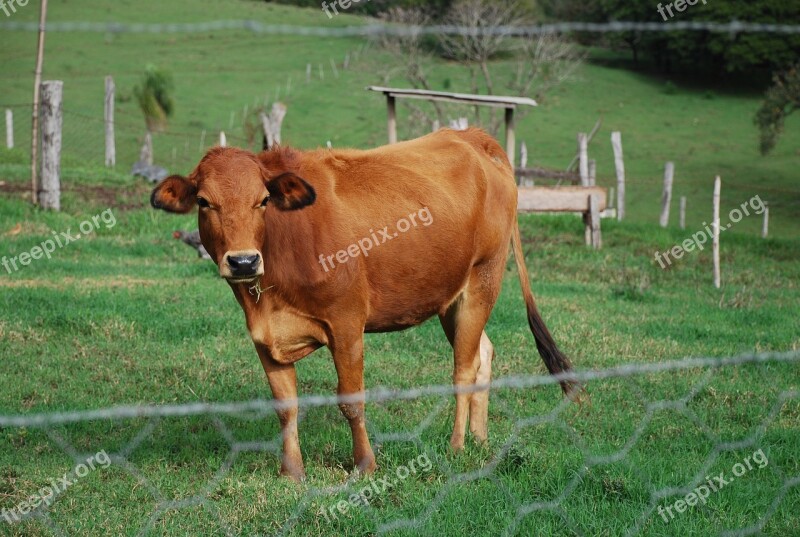 Boi Pasture Rural Free Photos