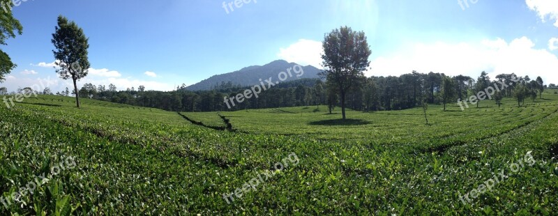 Panoramic Tea Plantation Bandung Indonesia Free Photos