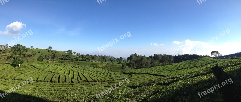 Tea Valley Bandung Indonesia Free Photos